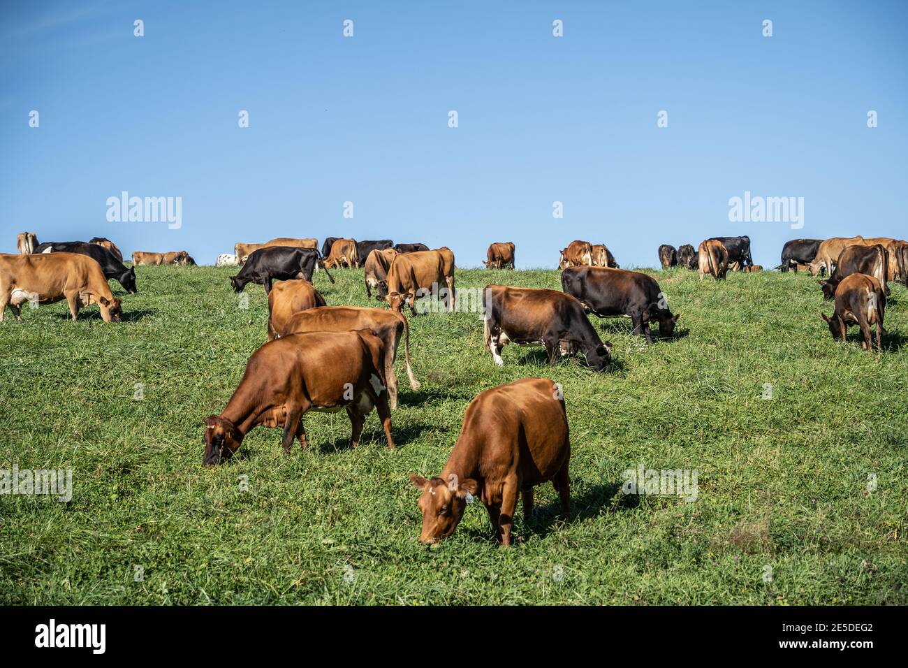 A herd of Jersey cows grazing in field. Stock Photo
