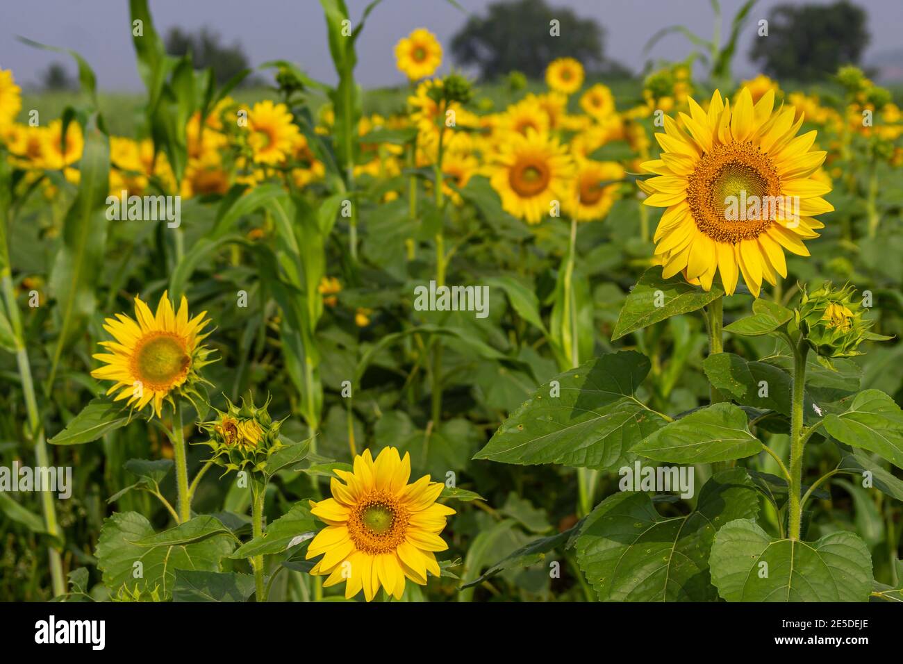 Fading flowers hires stock photography and images Alamy
