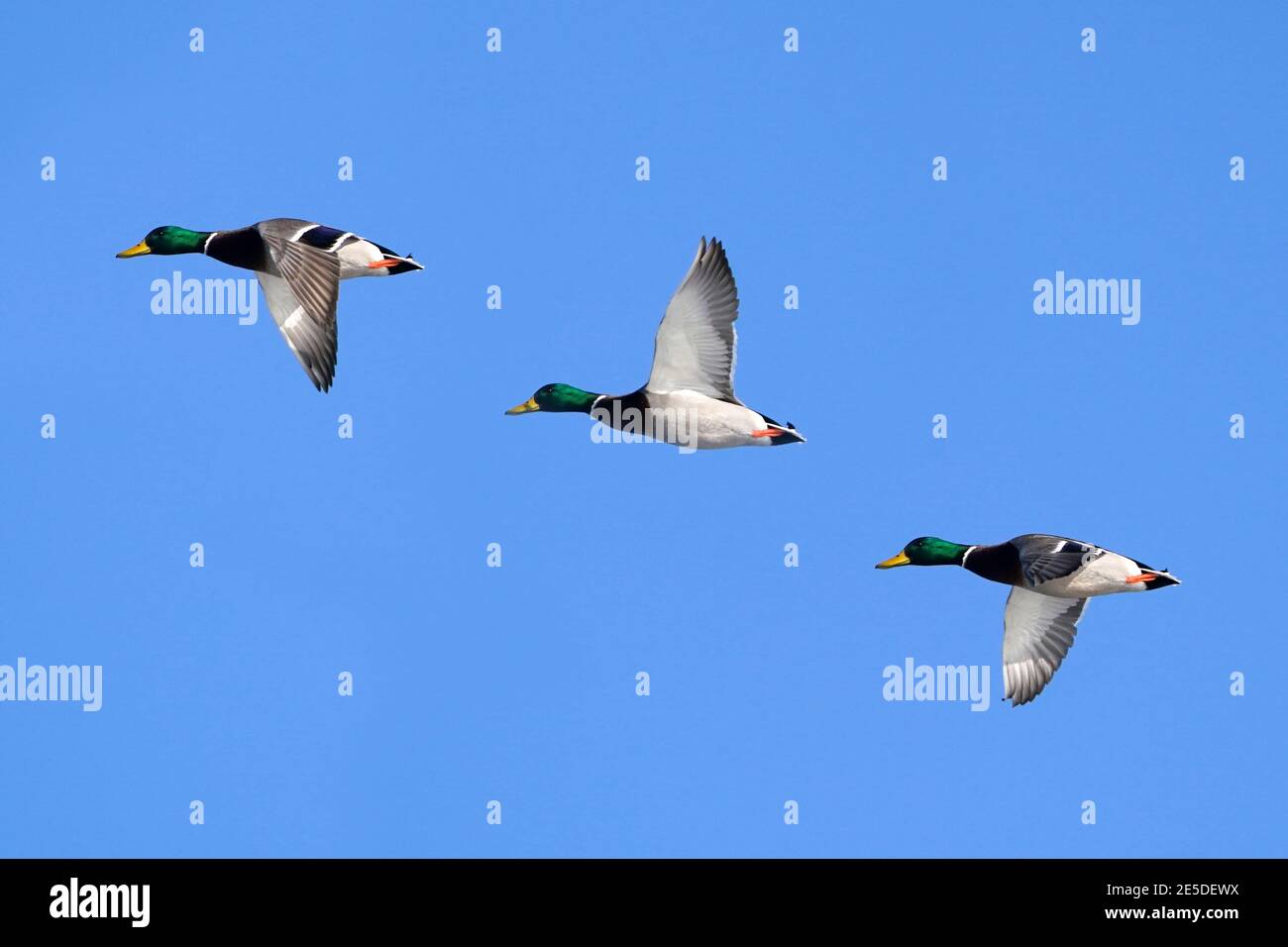 Mallard ducks at lake in winter Stock Photo