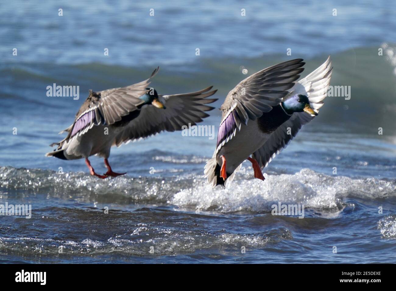 Mallard ducks at lake in winter Stock Photo