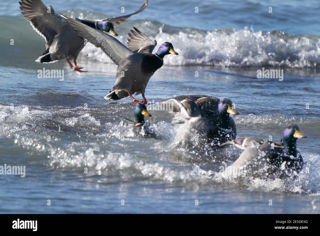 Mallard ducks at lake in winter Stock Photo