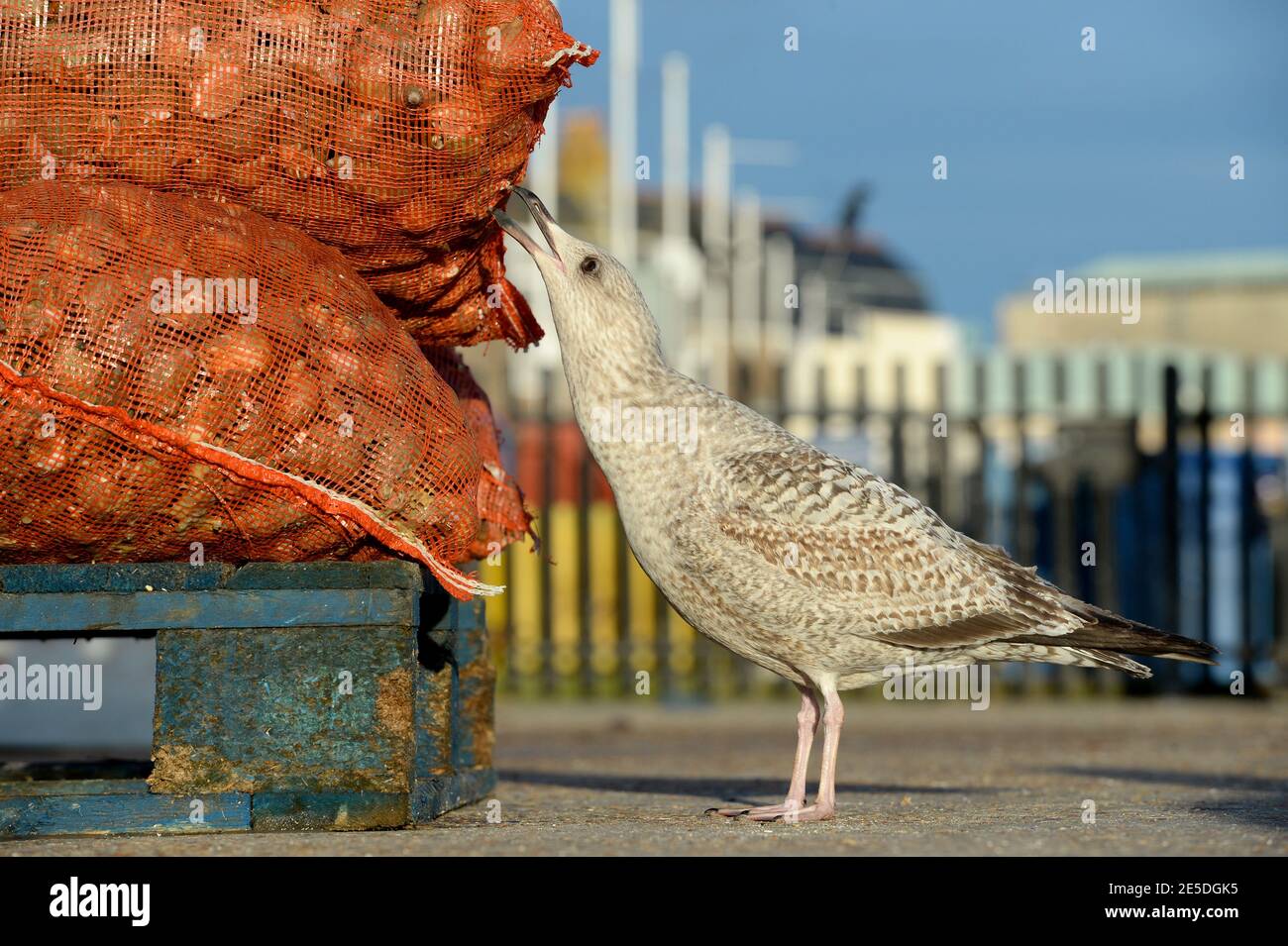 A seagull eats cockles from a fisherman's catch Stock Photo