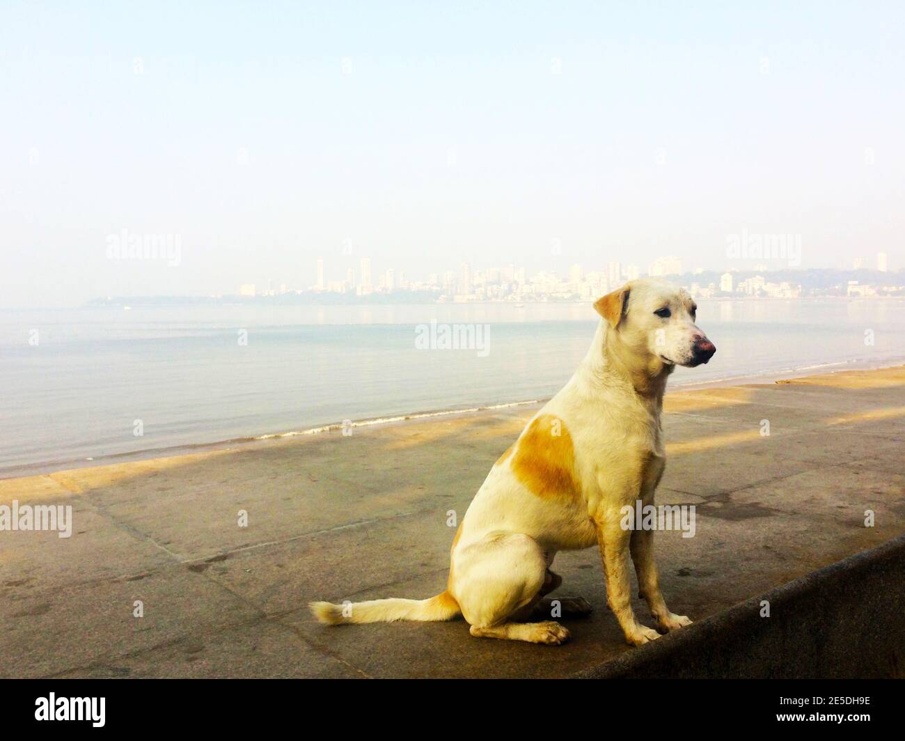 Stray dog sitting on Marine Drive by ocean, Mumbai, India Stock Photo