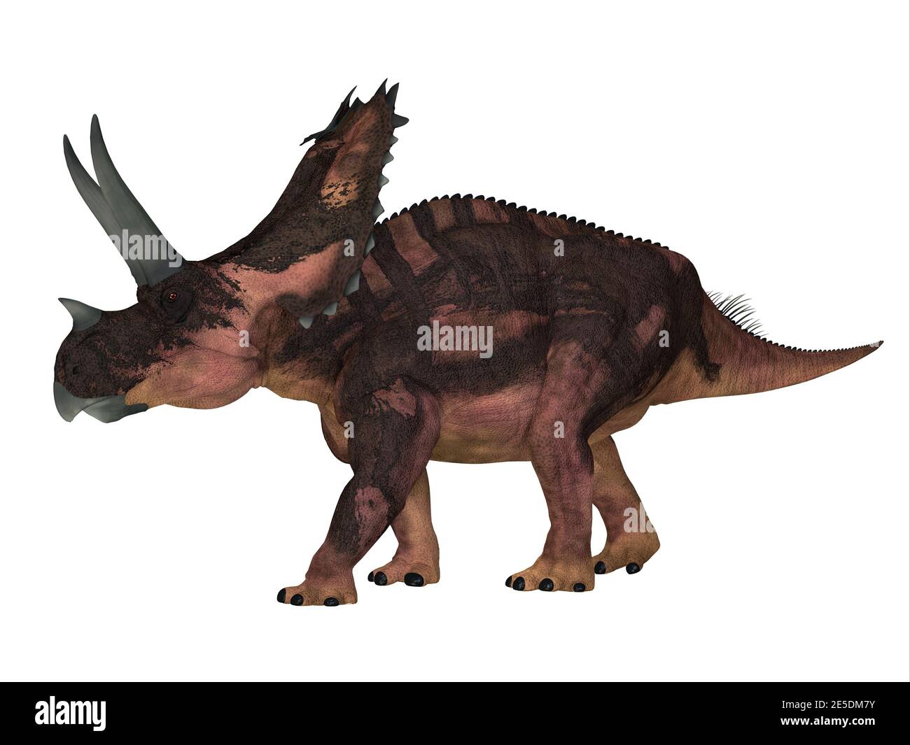 The Ceratopsian herbivorous dinosaur Agujaceratops lived in Texas, USA during the Cretaceous Period. Stock Photo