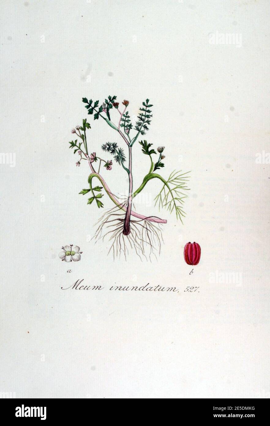 Meum inundatum   Flora Batava   Volume v7. Stock Photo