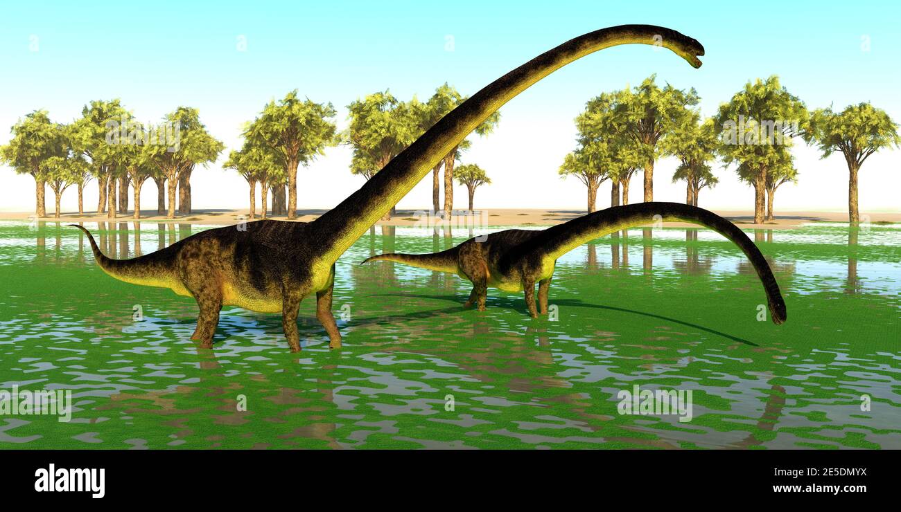 Two Omeisaurus dinosaurs eat water plants for the mineral content during the Jurassic Period of China. Stock Photo