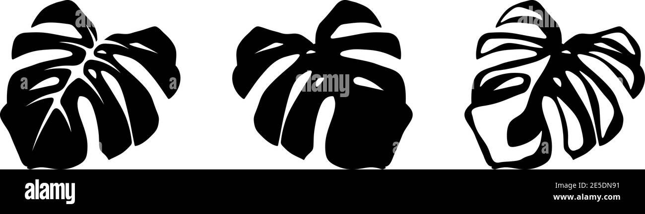Set of black silhouettes of tropical monstera leaves isolated on a white  background. Vector illustration Stock Vector Image & Art - Alamy