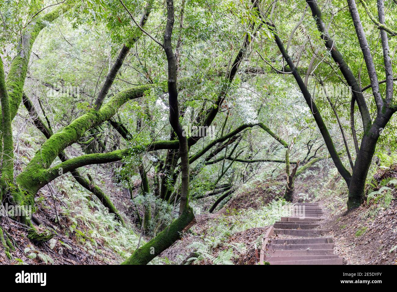 Stairs crossing California Bay Laurel Stock Photo