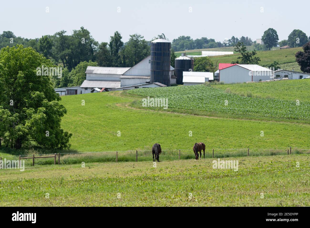 Two horses grazing in a pasture with a farm in the background in Appalachia Stock Photo
