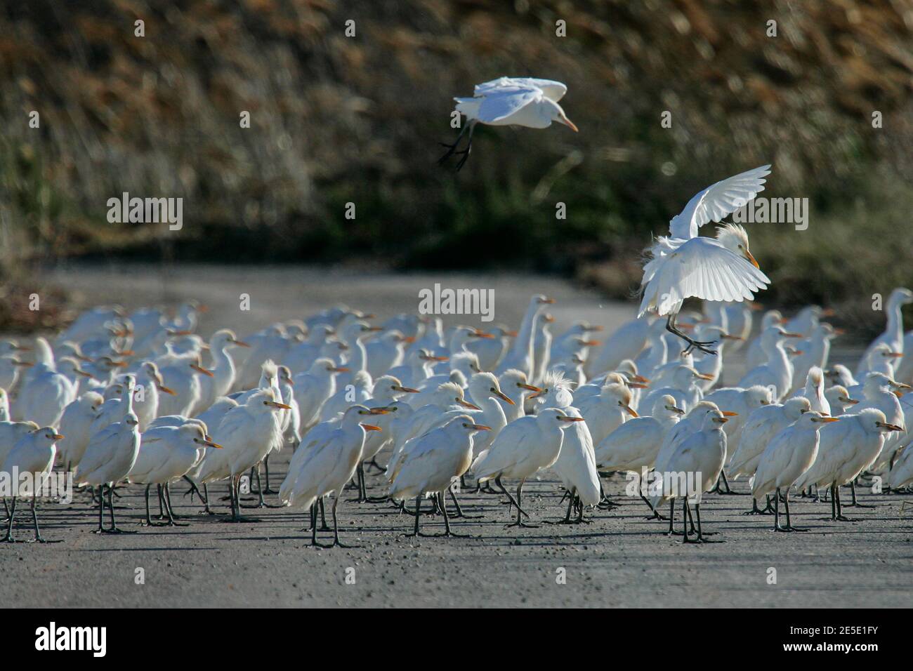 Cattle Egret (Bubulcus ibis) big flock standing on road, Mallorca, Spain Stock Photo