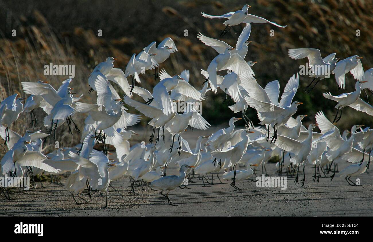 Cattle Egret (Bubulcus ibis) big flock take off from road, Mallorca, Spain Stock Photo