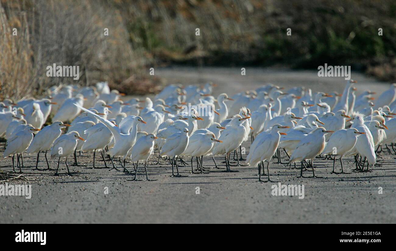 Cattle Egret (Bubulcus ibis) big flock standing on road, Mallorca, Spain Stock Photo