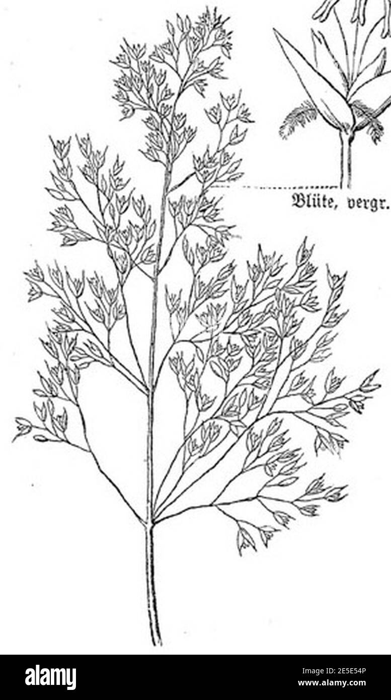 Meyers b1 s0207 (Fig. 1. Agrostis vulgaris). Stock Photo