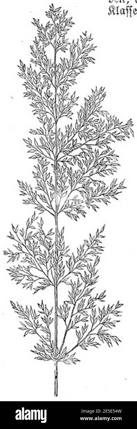 Meyers b1 s0207 (Agrostis alba). Stock Photo