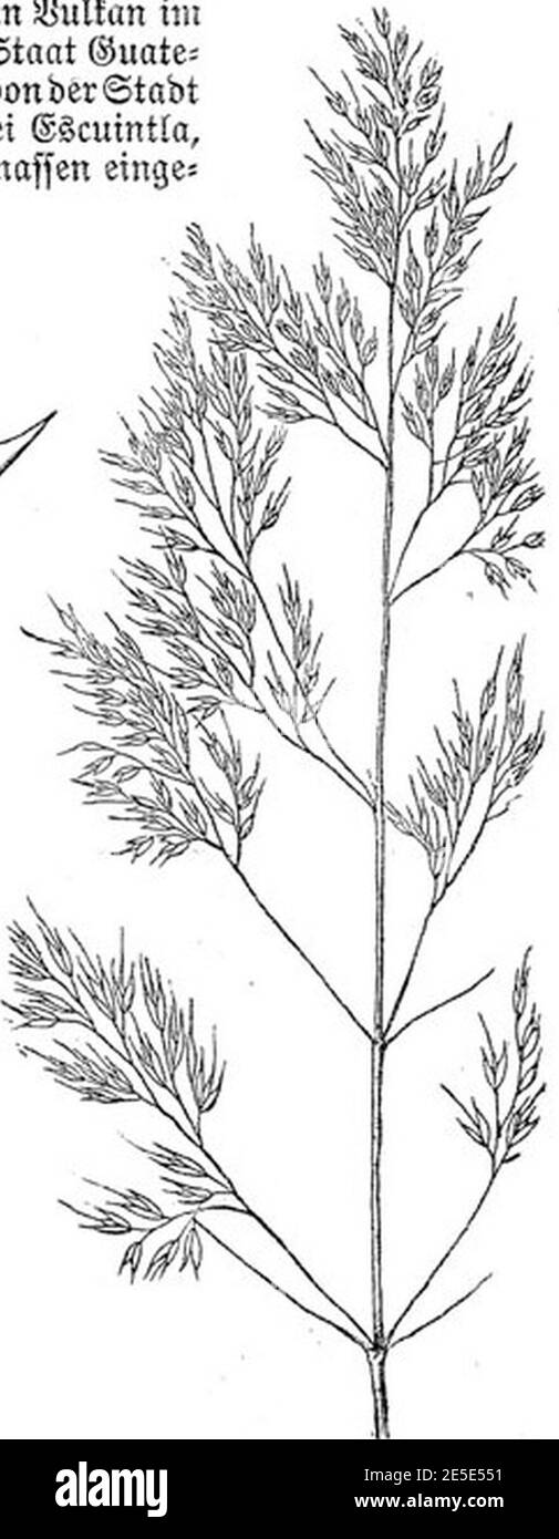 Meyers b1 s0207 (Agrostis spica venti). Stock Photo