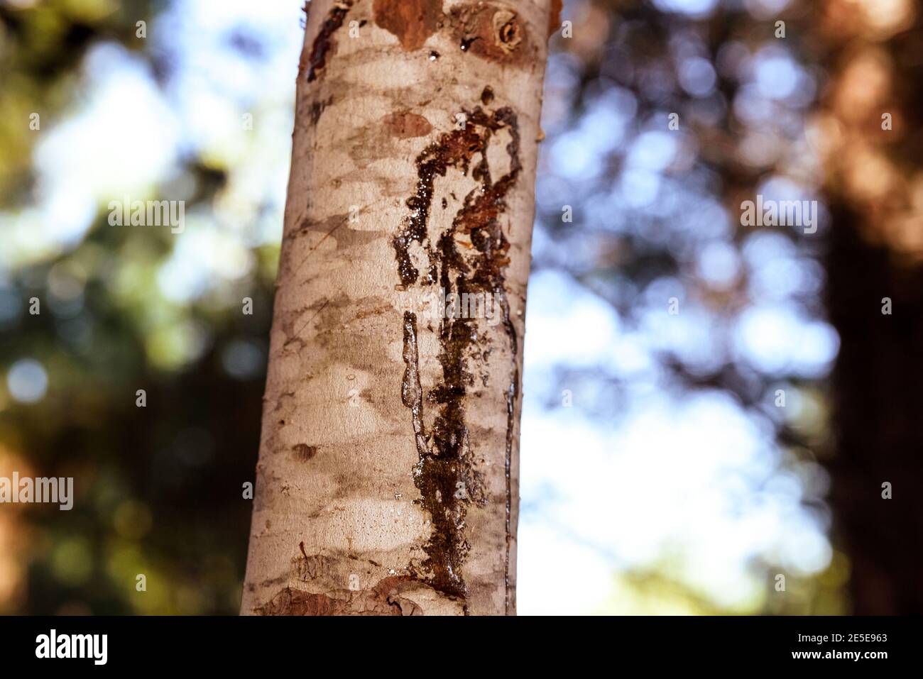 Pine resin protects the tree from injuries and infections Stock Photo ...