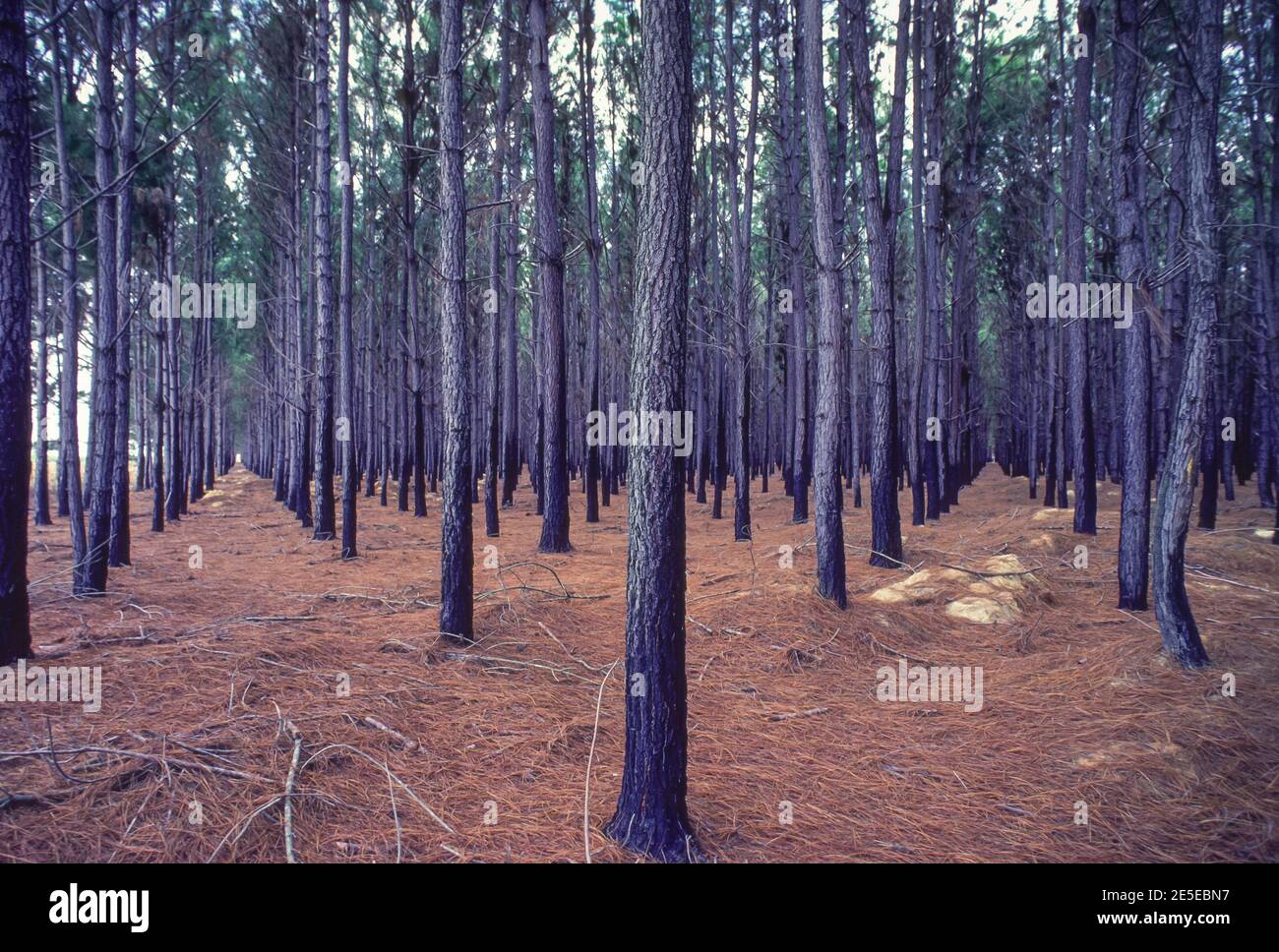 MONAGAS STAE, VENEZUELA, 1988  - Pine tree plantation near Temblador. Stock Photo