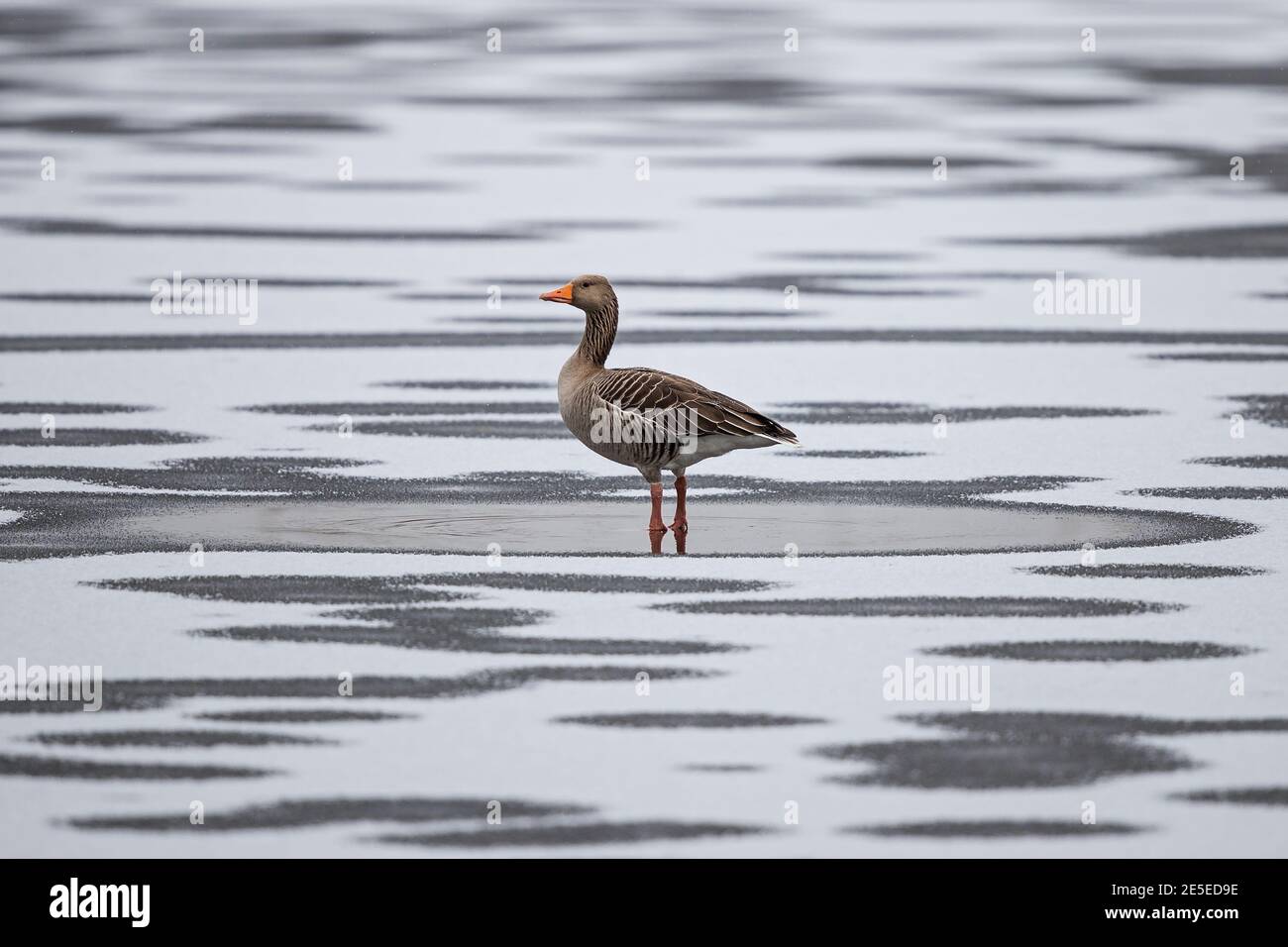 Greylag Goose (Anser anser) standing lonely on frozen lake with fresh snow cover, Baden-Wuerttemberg, Germany Stock Photo