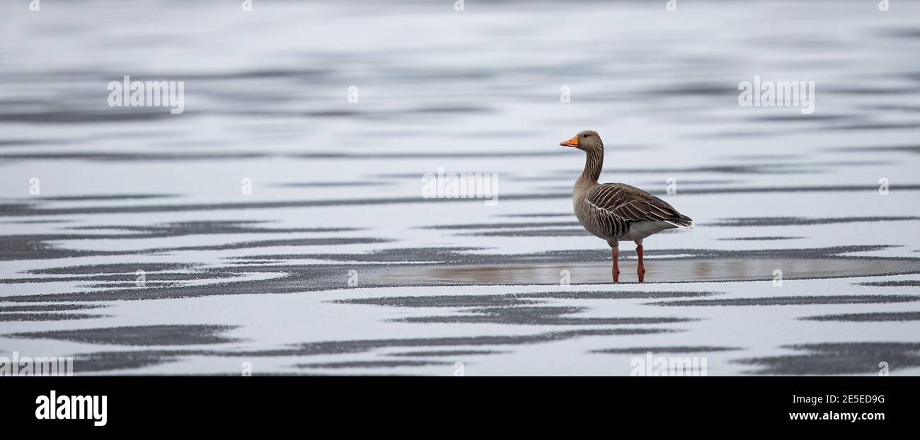 Greylag Goose (Anser anser) standing lonely on frozen lake with fresh snow cover, Baden-Wuerttemberg, Germany Stock Photo