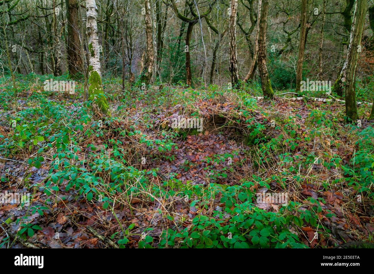 Large Q-pit used for making whitecoal for lead smelting in Leeshall Wood, ancient woodland in Gleadless Valley, Sheffield. Stock Photo