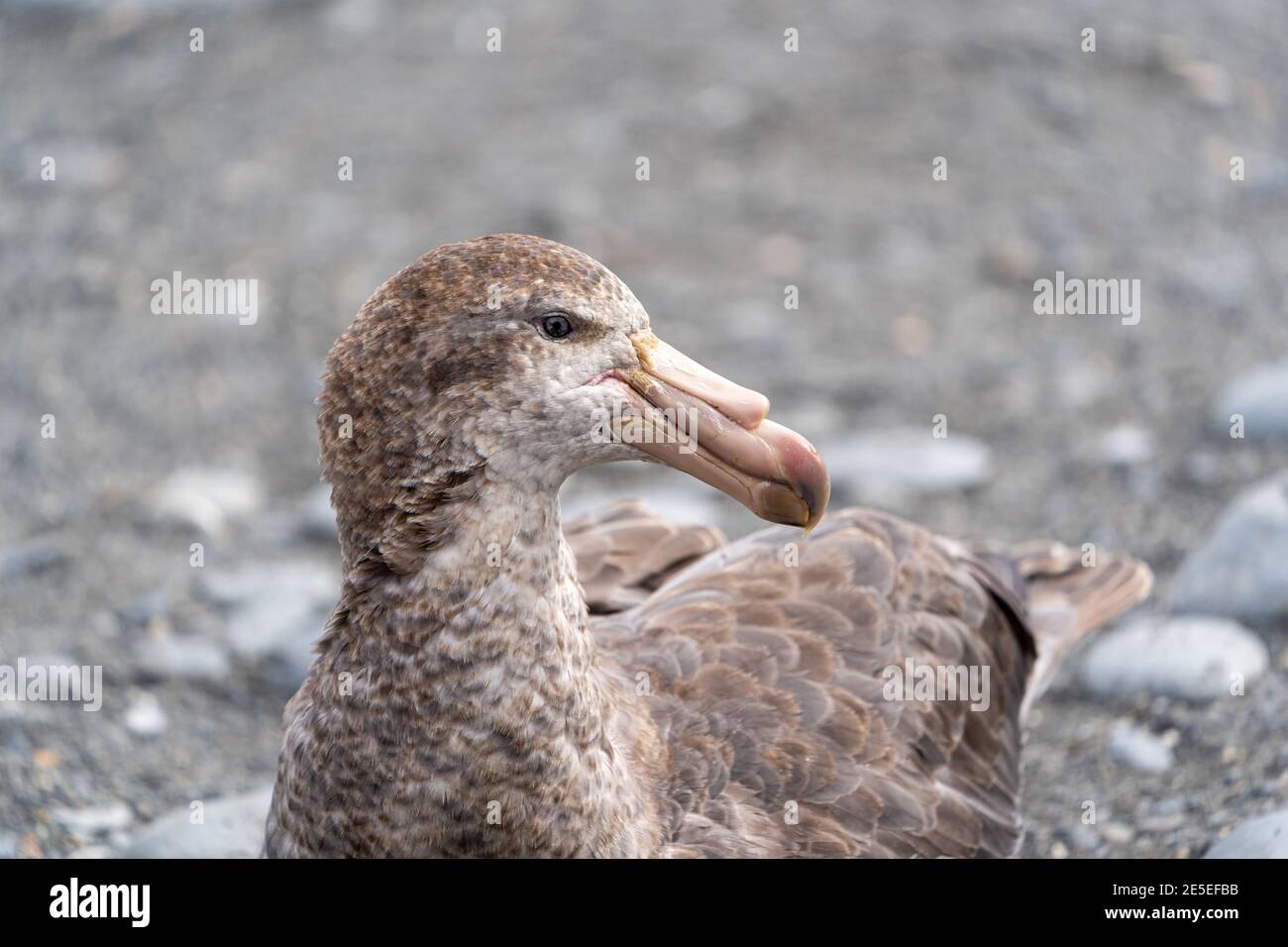 a northern giant petrel on the beach in South Georgia keeps a sharp predatory eye out for weakling fur seal pups and small penguin chicks Stock Photo