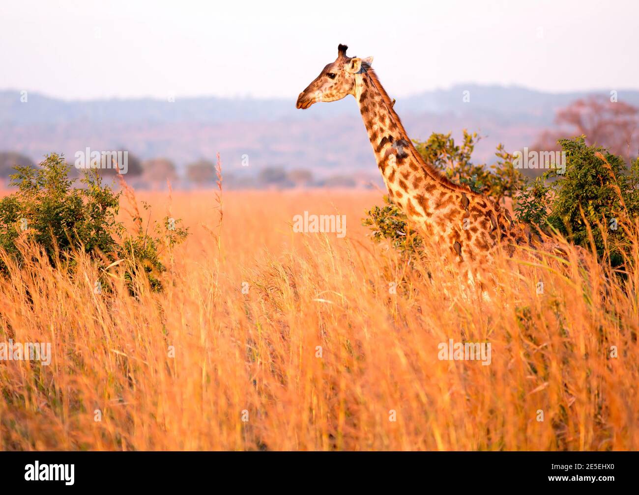 Masai Giraffe In Mikumi Hi res Stock Photography And Images Alamy masai-giraffe-in-mikumi-hi-res-stock-photography-and-images-alamy
