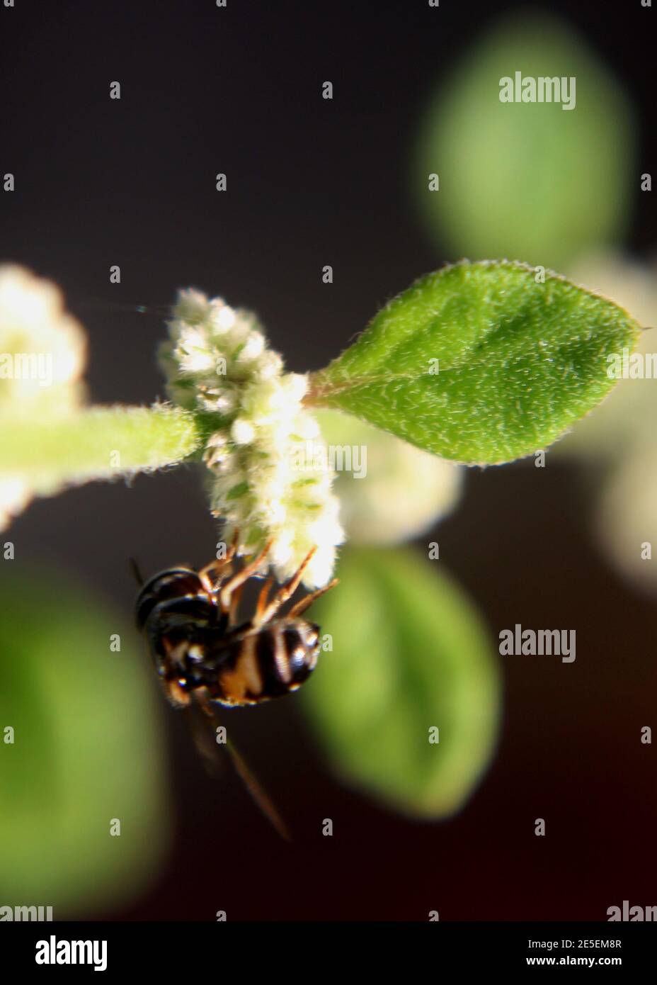 close up of a flying insect honey bee on small flower (Aerva lanata -mountain knotgrass - polpala plant)  in a home garden in Sri Lanka Stock Photo