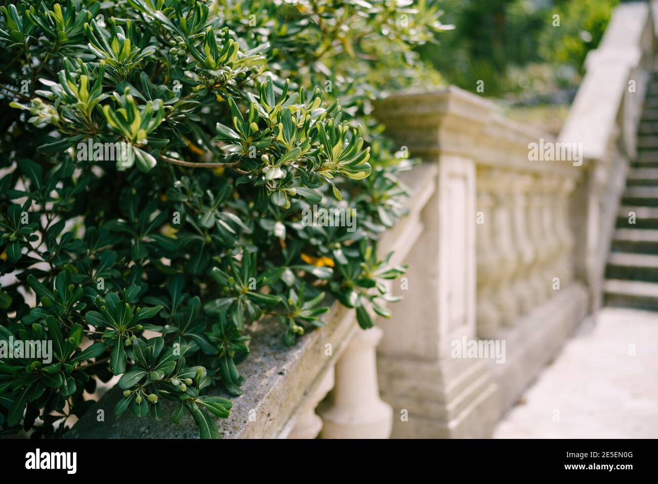Pittosporum tobira bush by a staircase with stone railings Stock Photo ...