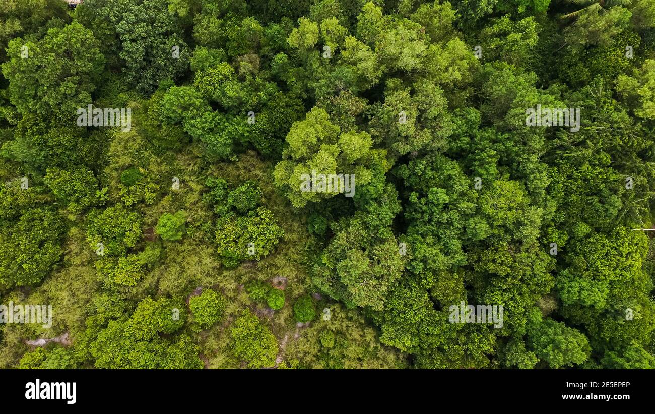 Rainforestasia hi-res stock photography and images - Alamy