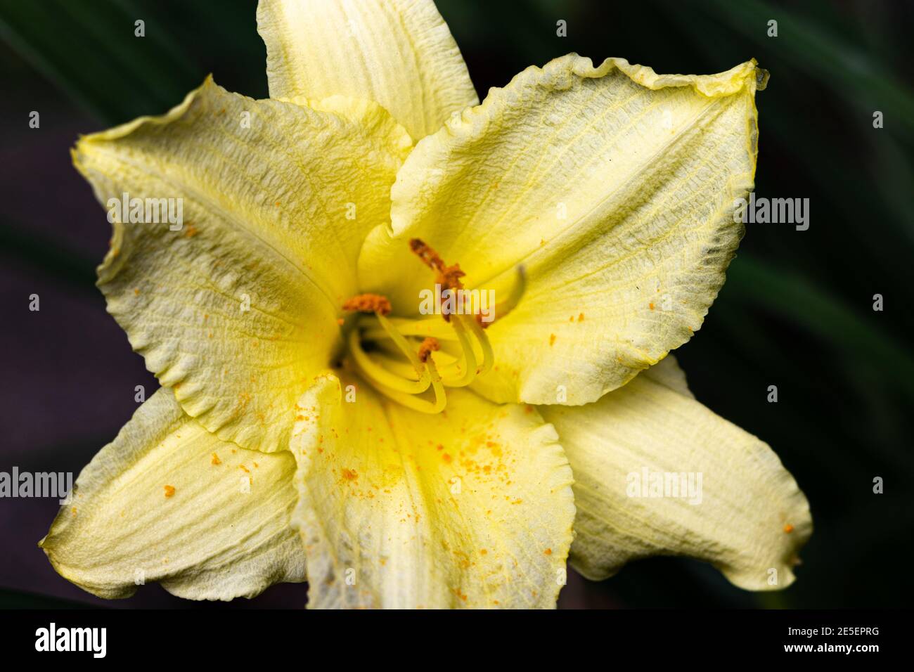 Getting very close to the yellow flower blooming in the spring Stock Photo