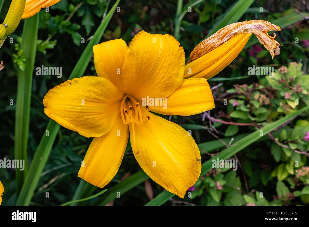 Lilies in yellow are a beauty for ever in the summer Stock Photo
