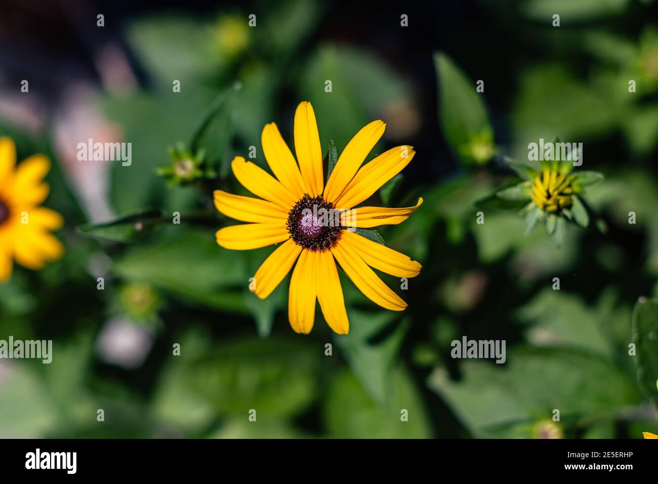 Yellow flower with a dark center glowing under the sun Stock Photo