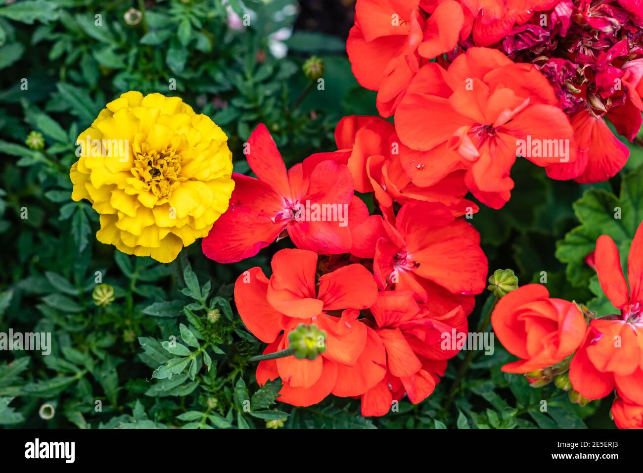 Domination dynamic - a lone yellow or bunch of red flowers? Stock Photo