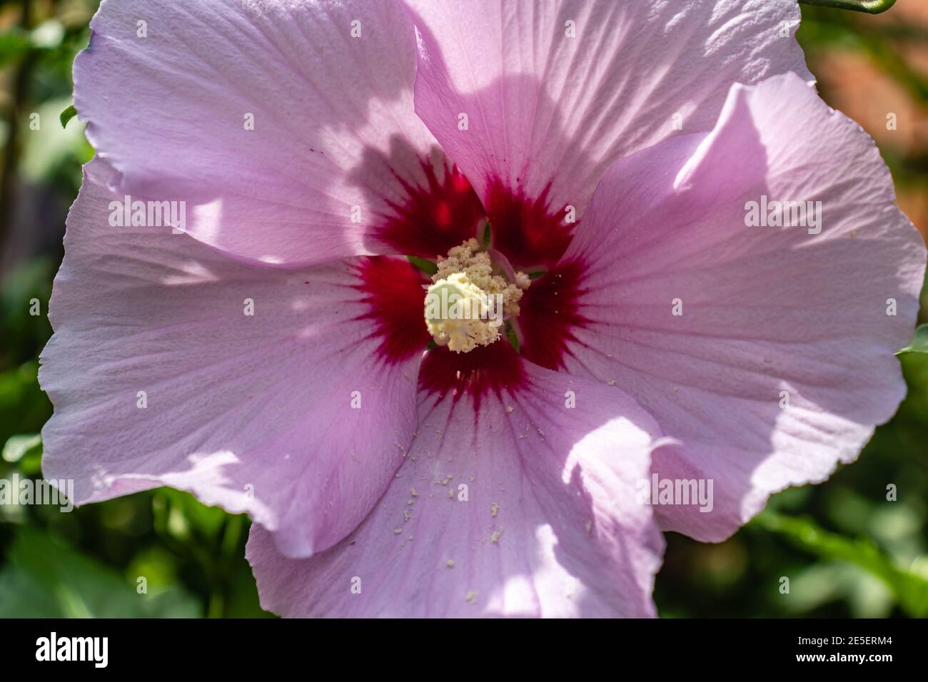 Pollens dropped inside the flower by the bees and ants - purple hibiscus Stock Photo