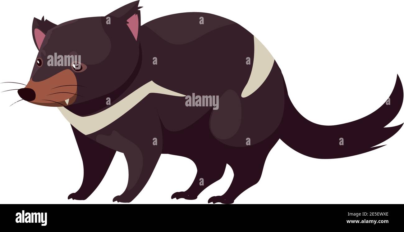 tasmanian devil portrait of wild australian animal, isolated on white ...