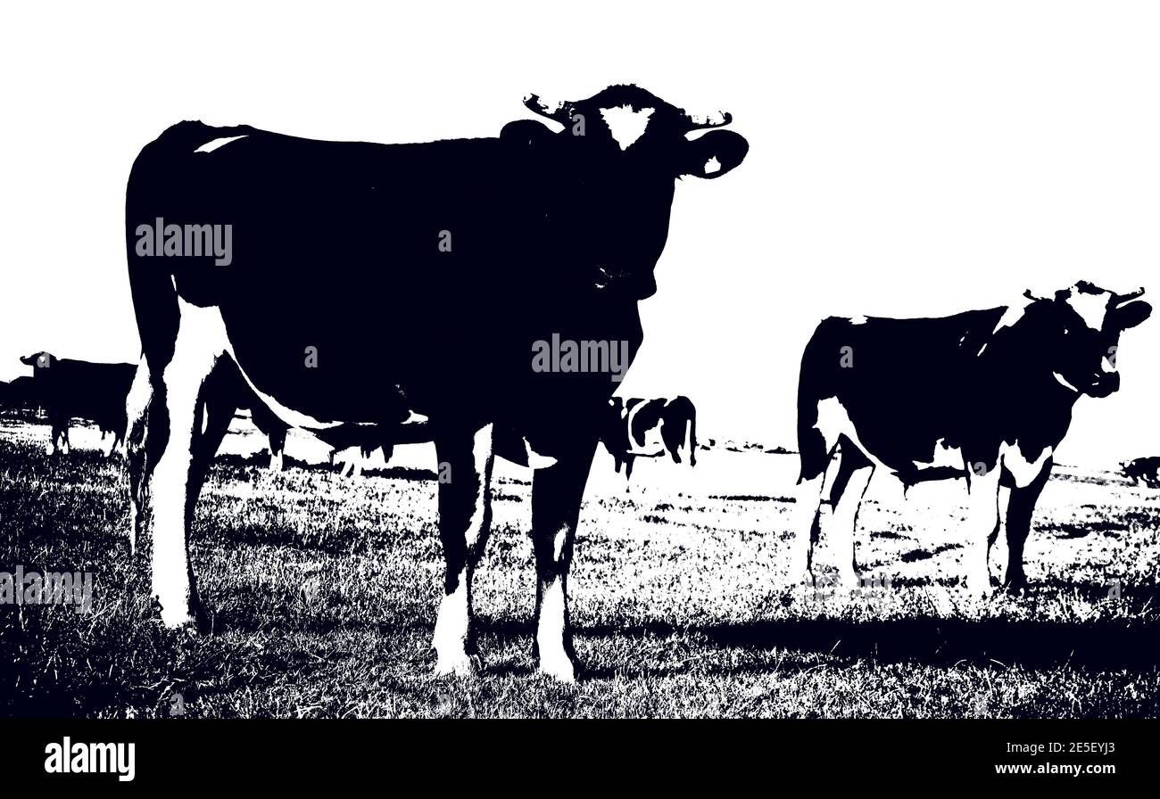 Black and white Friesian cows in field in Southland New Zealand Stock ...