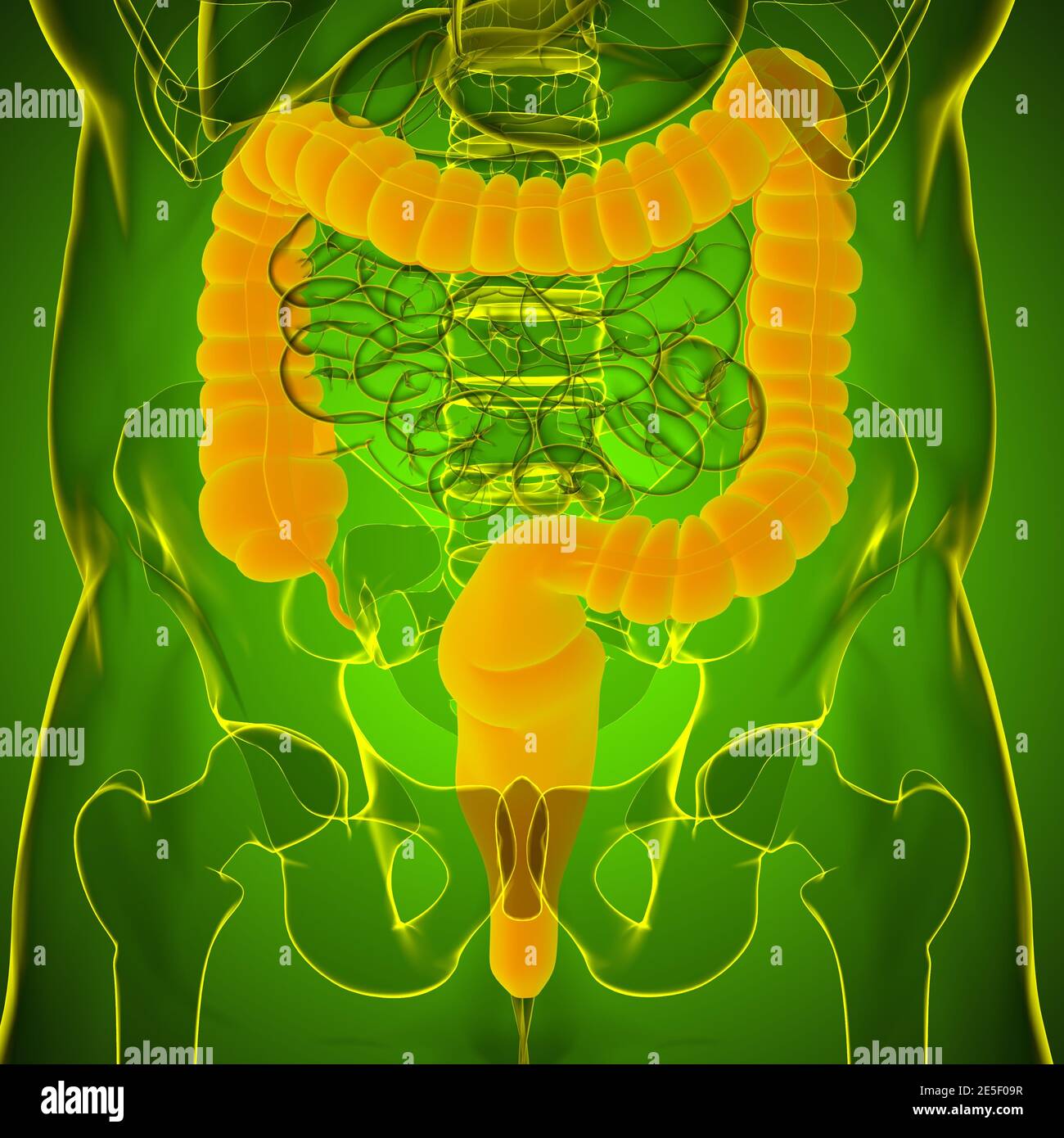 Large Intestine 3D Illustration Human Digestive System Anatomy For