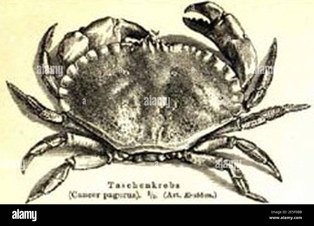 Taschenkrebs Hi res Stock Photography And Images Alamy
