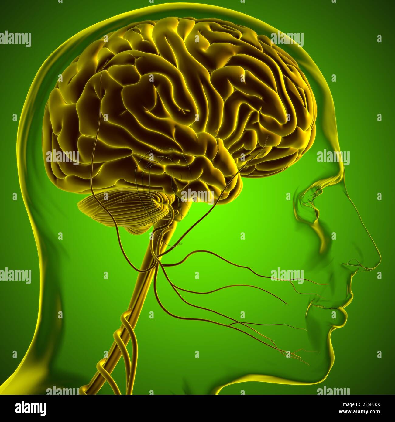 Human Brain Anatomy For Medical Concept 3D Illustration Stock Photo - Alamy
