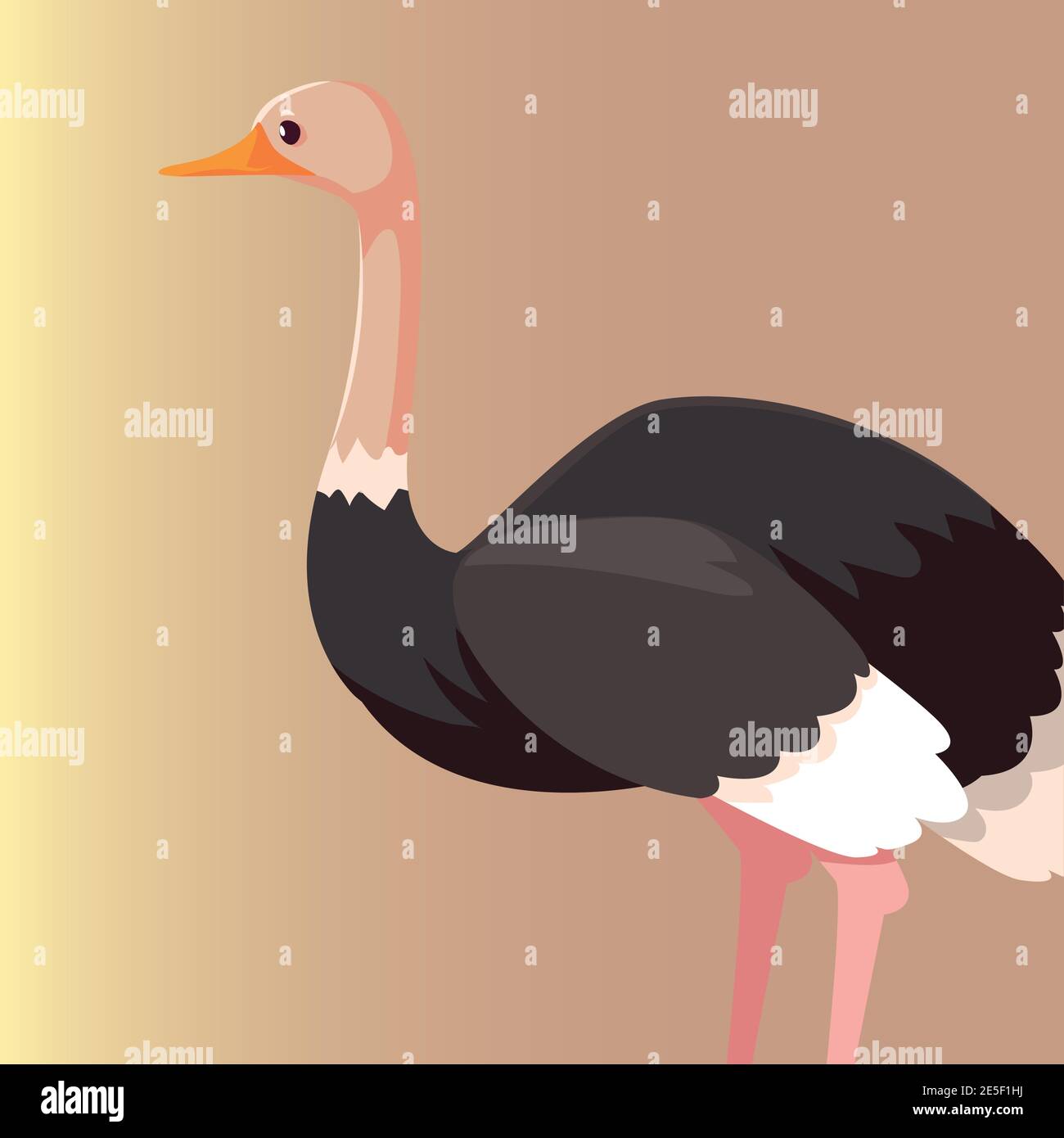 ostrich australian animal wildlife native vector illustration Stock ...