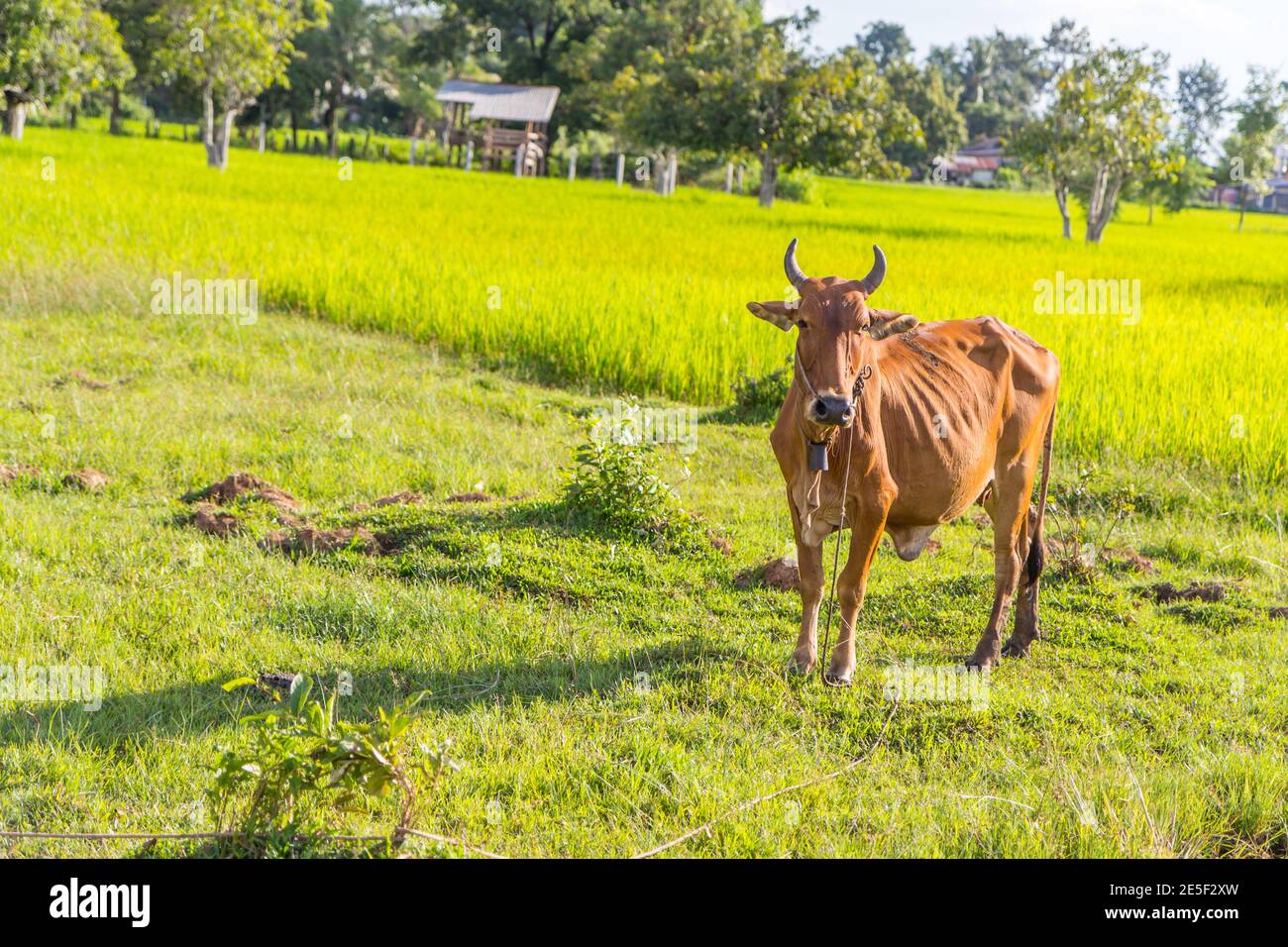 Cow in the rice farm, Thailand Stock Photo
