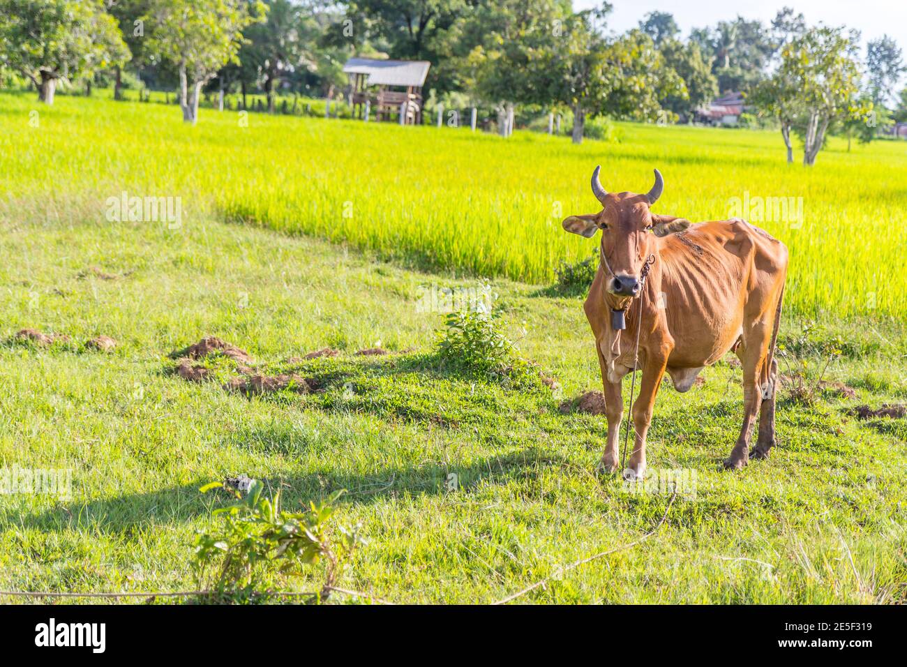 Cow in the rice farm, Thailand Stock Photo