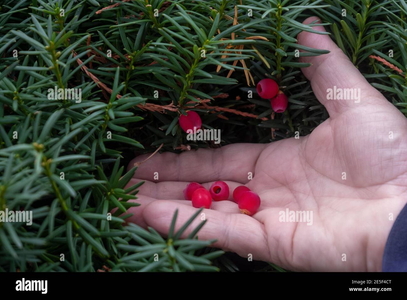 Hand of the gardener holds ripe berries of evergreen evergreen yew Stock Photo