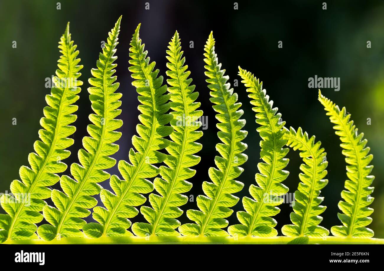 Close up green fern leaves in sunlight on dark green selecive focus backgroud Stock Photo
