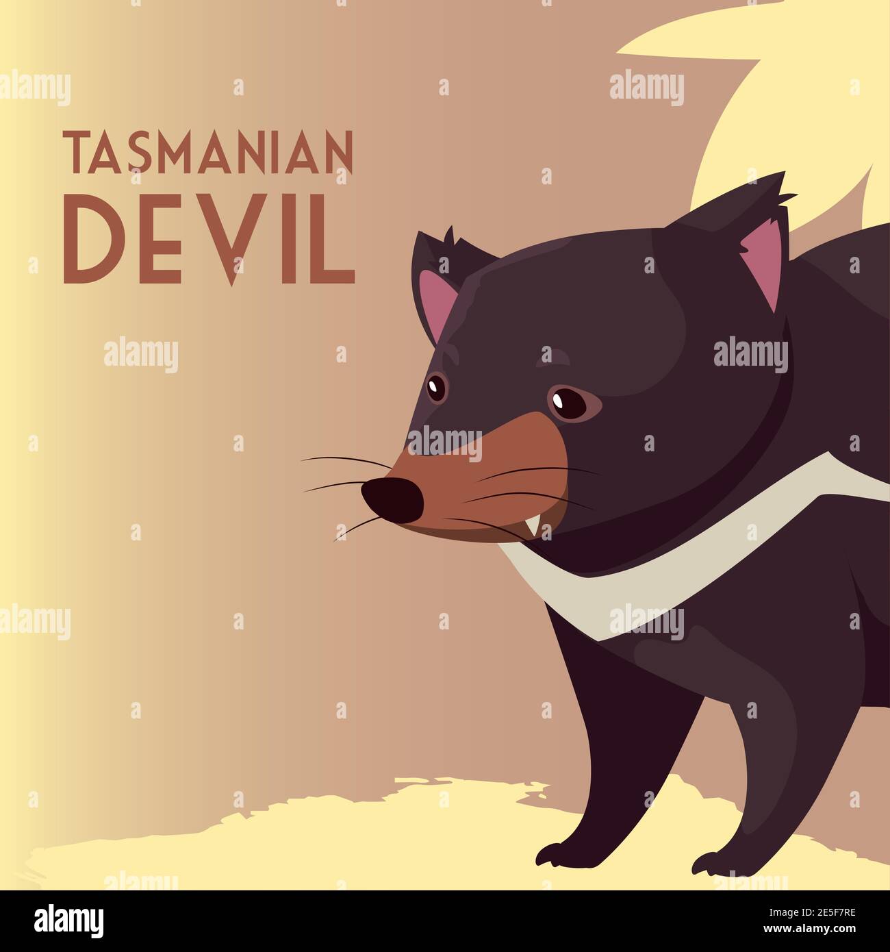 tasmanian devil australian animal wildlife vector illustration Stock Vector