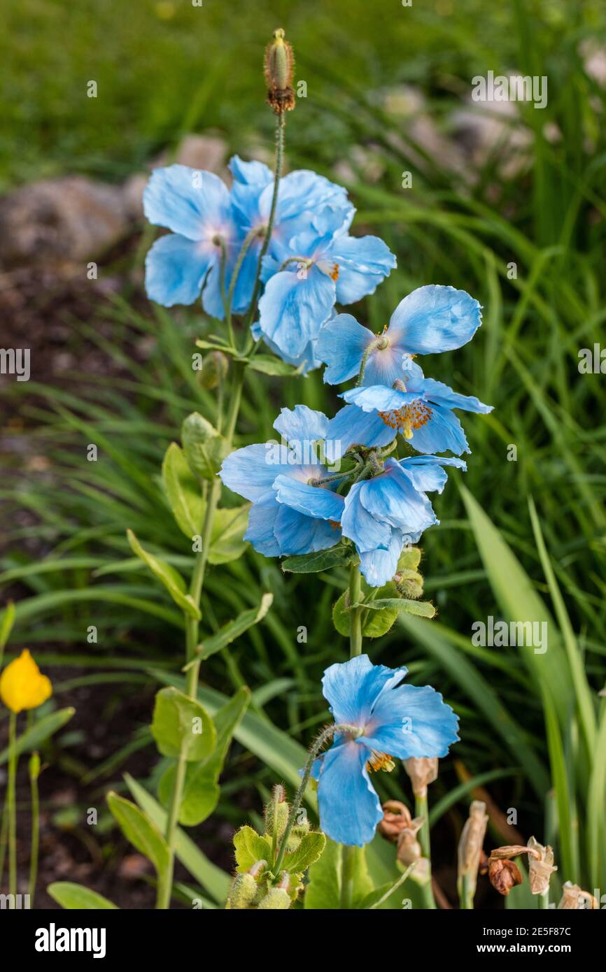 Himalayan blue poppy, Blå bergvallmo (Meconopsis baileyi) Stock Photo