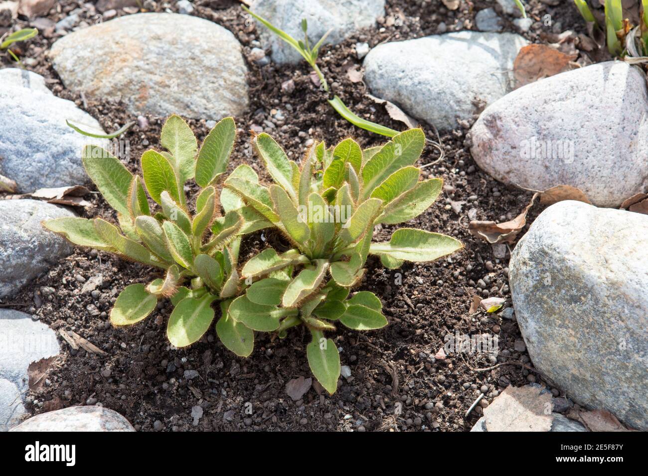 Himalayan blue poppy, Blå bergvallmo (Meconopsis baileyi) Stock Photo