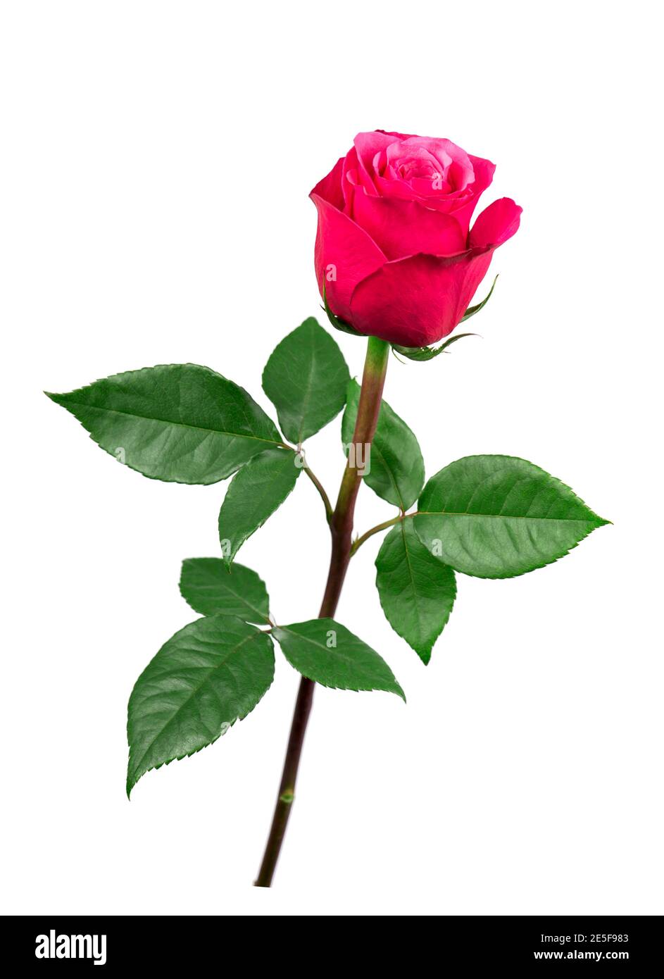 Isolated pink rose flower hi-res stock photography and images - Alamy