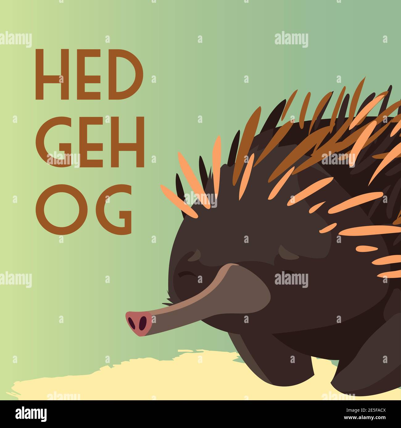 hedgehog australian animal wildlife native vector illustration Stock ...