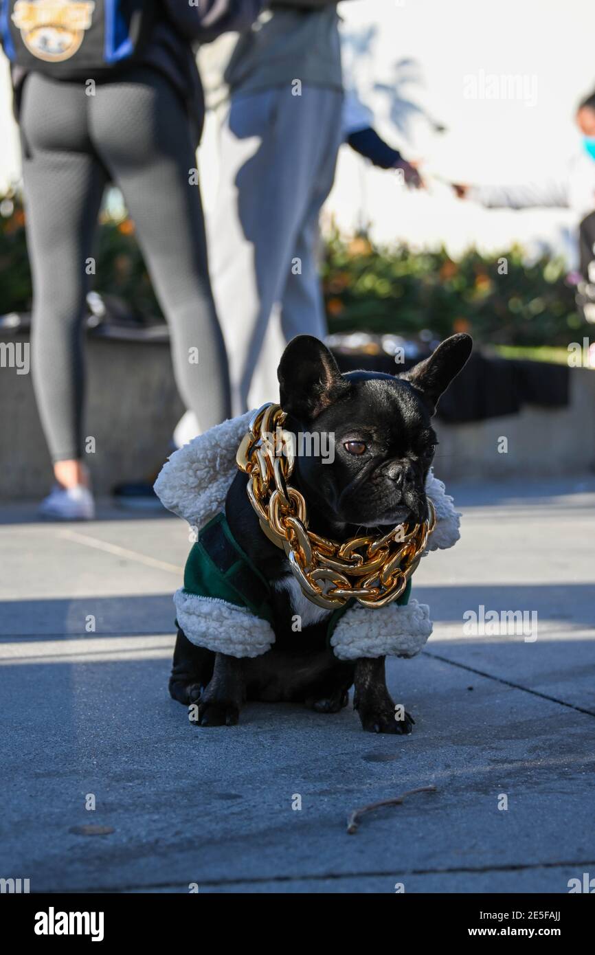 A dog wears a gold necklace at a memorial for Kobe Bryant and daughter Gianna near Staples Center, Tuesday, Jan. 26, 2021, in Los Angeles. (Dylan Stew Stock Photo